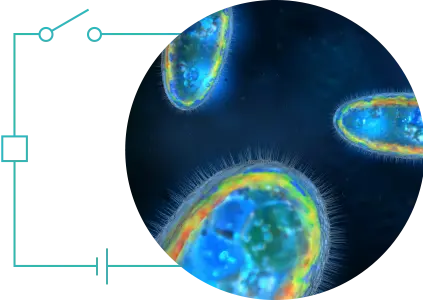 Bio-electrochemical fuel
