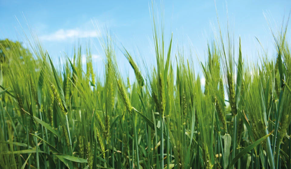 Phosphorus, the basis for plant growth
