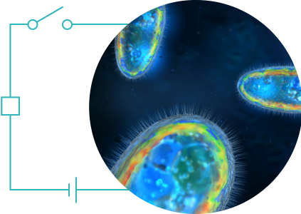 Bio-electrochemical fuel